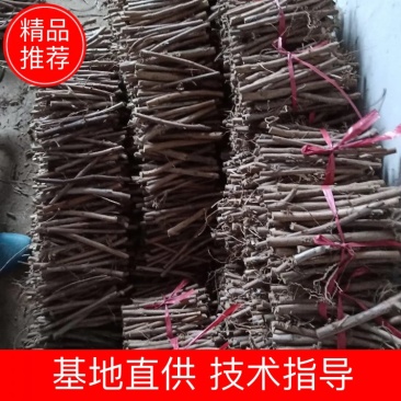 中国主产区江西正宗单叶蔓荊子育苗枝条便宜了