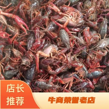 【热卖】苏北淡水小龙虾种虾，长期供货，可售全国，基地考察