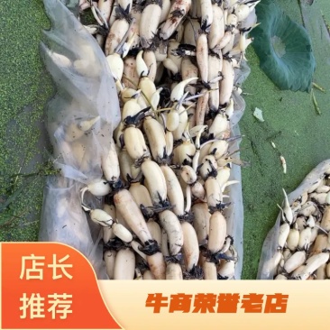 【推荐】六号35上市，需要的老板电话联系，量大优惠，