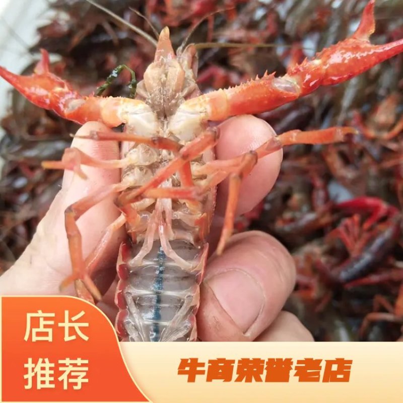 苏北淡水小龙虾种虾，一斤30到50尾，可顺丰发货