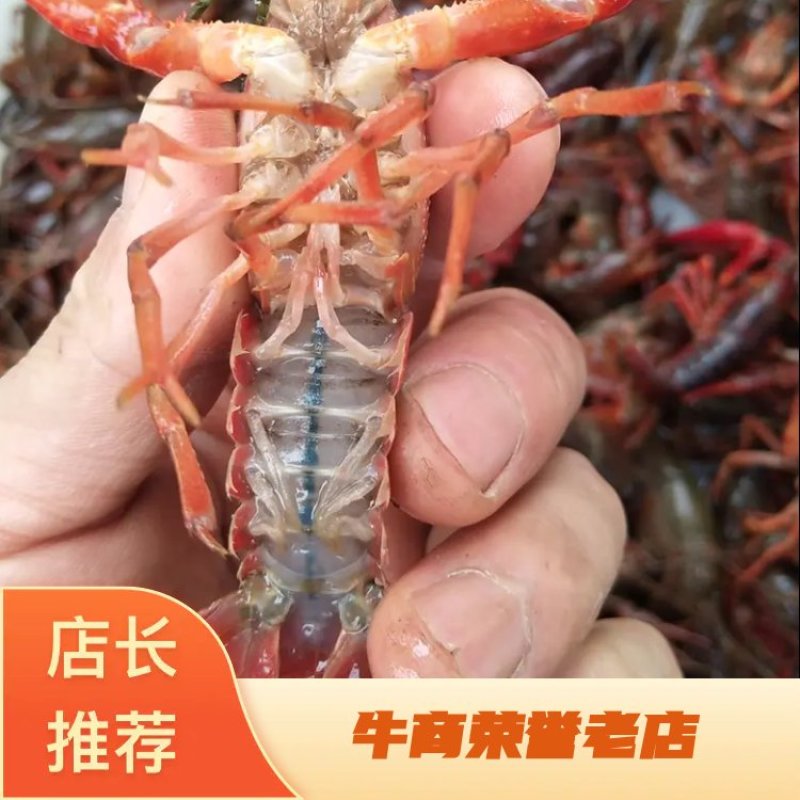 苏北淡水小龙虾种虾，一斤30到50尾，可顺丰发货