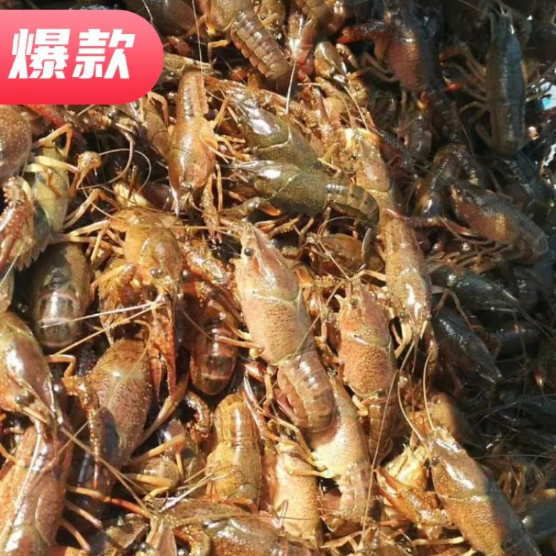 【精选】江苏稻田虾苗，存活率高，大量现货，可实地考察