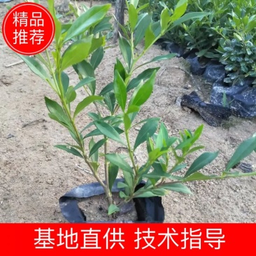 福建省漳州市供应绿庭院设计，桅子花，家里公司栽种必备