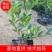 福建省漳州市供应绿庭院设计，桅子花，家里公司栽种必备