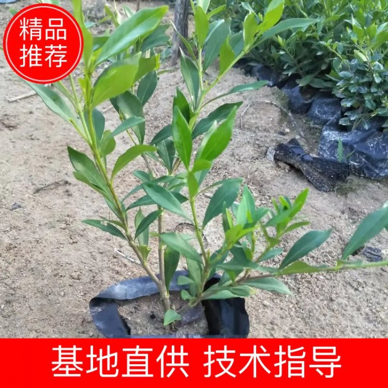 福建省漳州市供应绿庭院设计，桅子花，家里公司栽种必备
