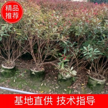 琴叶珊瑚漳州市供应绿庭院设计，琴叶珊瑚，产地直销价大规格