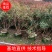 琴叶珊瑚漳州市供应绿庭院设计，琴叶珊瑚，产地直销价大规格