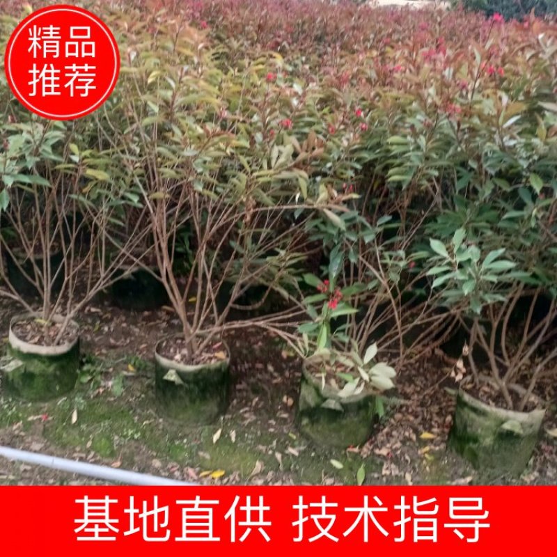 琴叶珊瑚漳州市供应绿庭院设计，琴叶珊瑚，产地直销价大规格