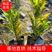 福建省漳州市供应绿庭院设计，洒金珊瑚，产地直销价大小规格