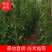福建省漳州市供应绿化庭院设计，炮仗花，常年供应提供技术指导
