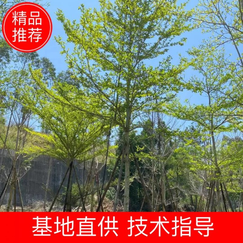 福建省漳州市供应绿化庭院设计，小叶榄仁，常年供应技术指导