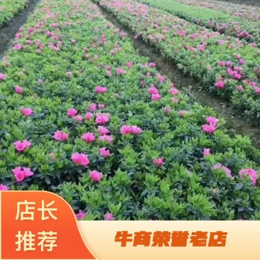 【推荐】杜鹃花苗色块苗绿化工程苗木零售批发10—50公分高