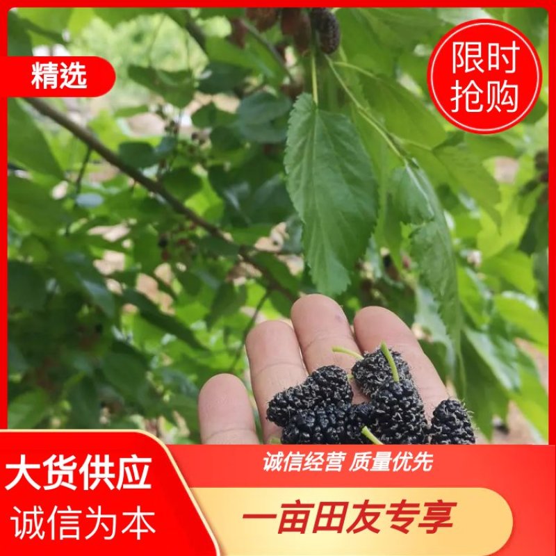 【大凉山德昌】桑椹大量上市了，农家肥，欢迎有实力老板