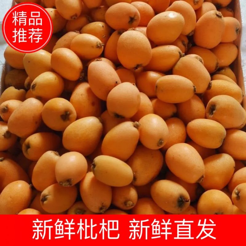 【大凉山德昌】早钟五星枇杷走货中，有需要的来哦，一起发发