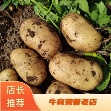 河北围场蔬菜新上市希森六号土豆黄皮黄心个头均匀，货源充足