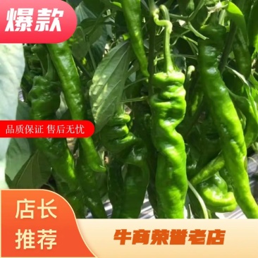 精品蔬菜种子，螺丝椒106早熟耐低温产量高果长23-28