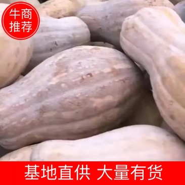 南瓜湖北大量上市品种齐全基地直供大量有货欢迎采购