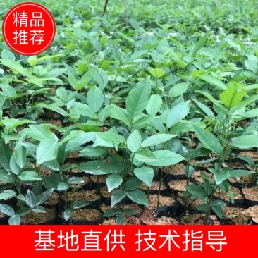 优选高产小叶牛大力苗，品种保证，包技术，包回收