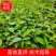 高产土茯苓苗，白肉粉质，基地批发，包回收，保证品质