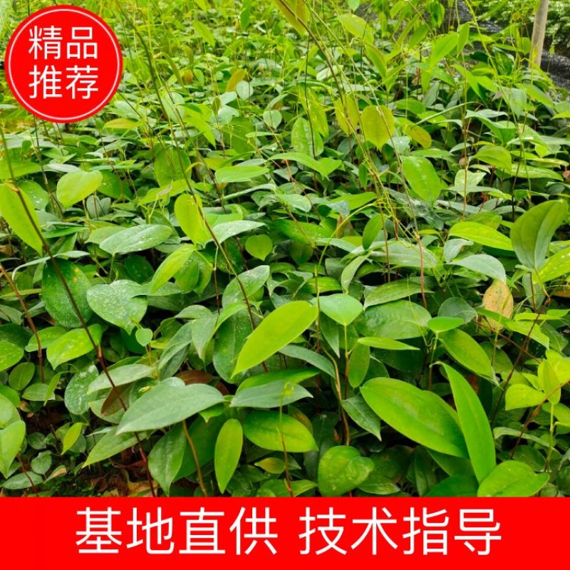 高产土茯苓苗，白肉粉质，基地批发，包回收，保证品质