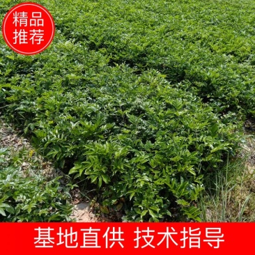 高产牛大力苗，提供种植技术，包回收！