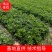 高产牛大力苗，提供种植技术，包回收！