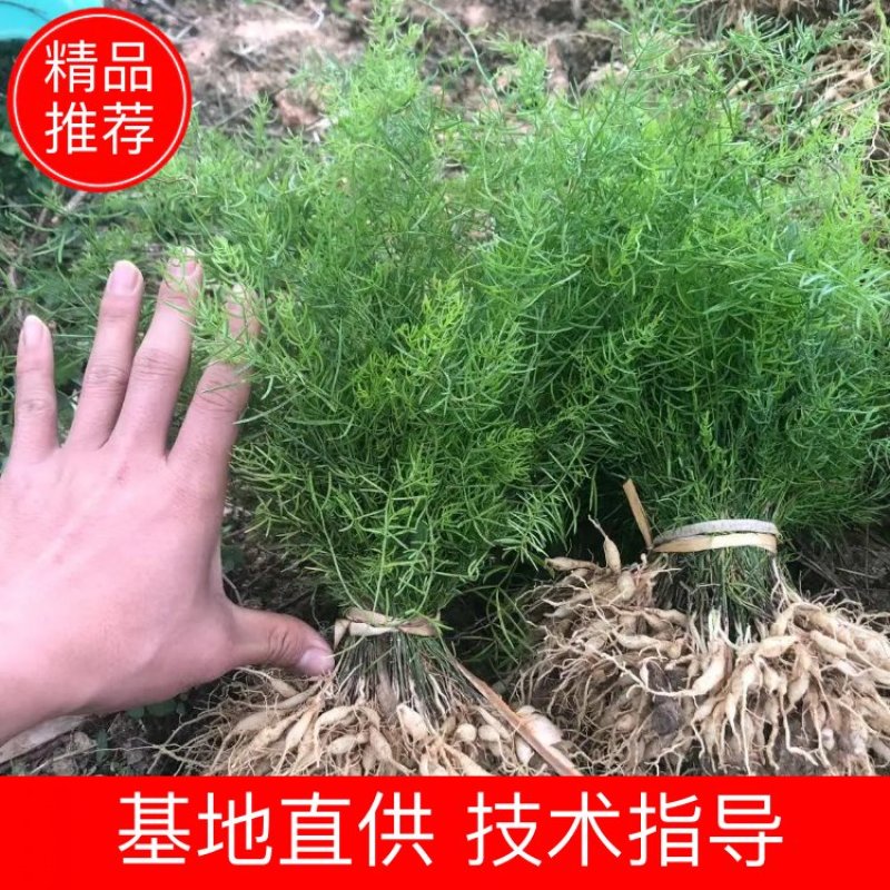 天冬苗，高丰产，保证品质，提供种植技术，包回收！