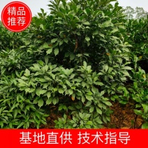 白花牛奶苗，高丰产，包技术，包回收！
