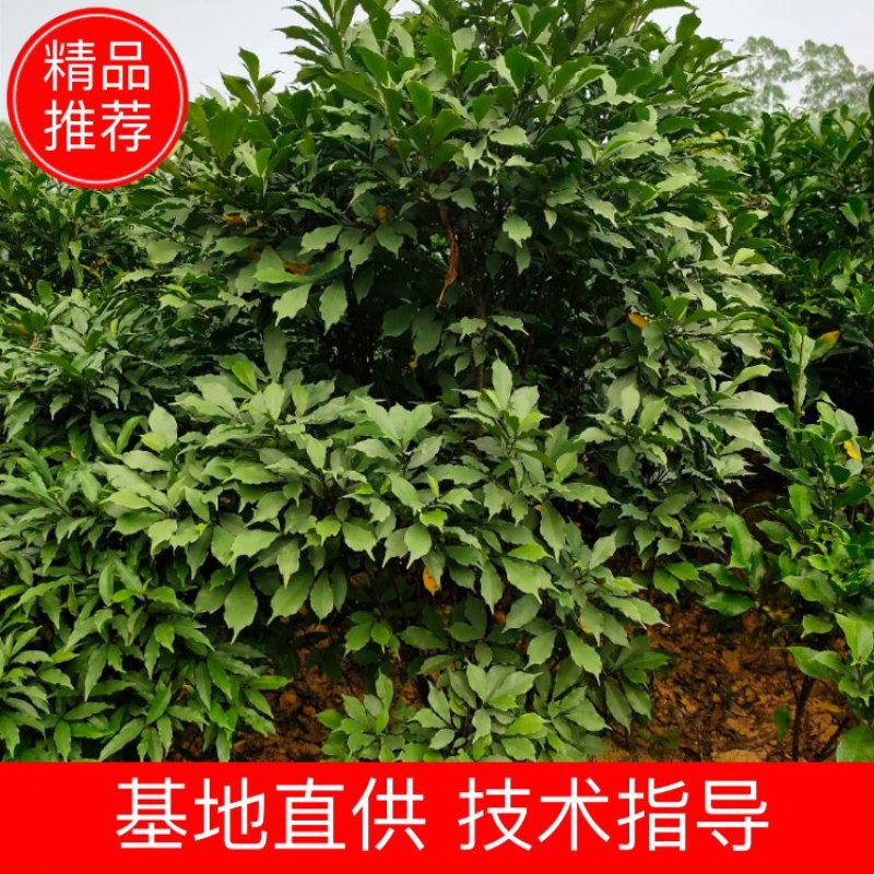 白花牛奶苗，高丰产，包技术，包回收！