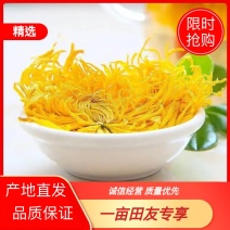 金丝黄菊菊花茶特大一朵一杯批发大货供应