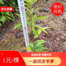 木荷，自家苗圃大量供应木荷，欢迎各位老板进店下单