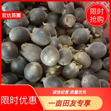 桃金娘苗，农户价直售，长期提供技术支持欢迎大家采购