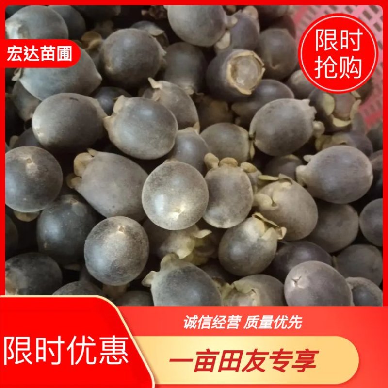桃金娘苗，农户价直售，长期提供技术支持欢迎大家采购