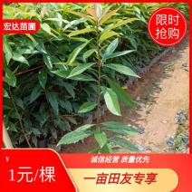 自家苗圃大量供应木荷，欢迎各位老板进店下单