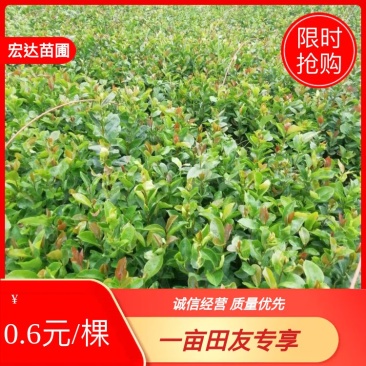 油茶苗山油茶杯苗基地大量现货油茶杯苗价格优惠欢迎老板购买