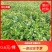 油茶苗山油茶杯苗基地大量现货油茶杯苗价格优惠欢迎老板购买