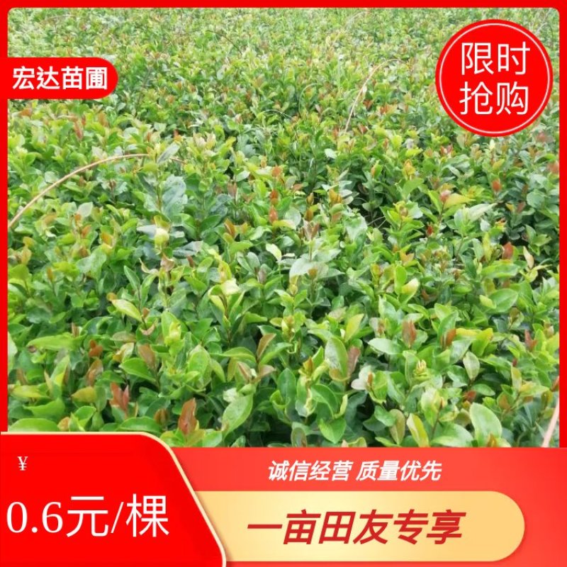 油茶苗山油茶杯苗基地大量现货油茶杯苗价格优惠欢迎老板购买