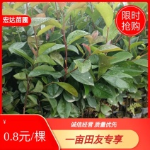 本苗圃大量现货供应油茶杯苗，长期供应优质苗木
