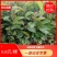 本苗圃大量现货供应油茶杯苗，长期供应优质苗木