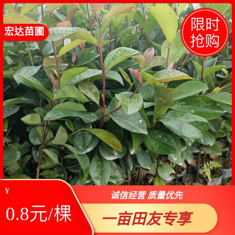 本苗圃大量现货供应油茶杯苗，长期供应优质苗木