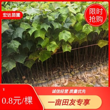 基地直供壳菜果，名又叫米老排，长期供应优质苗木