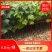 基地直供壳菜果，名又叫米老排，长期供应优质苗木