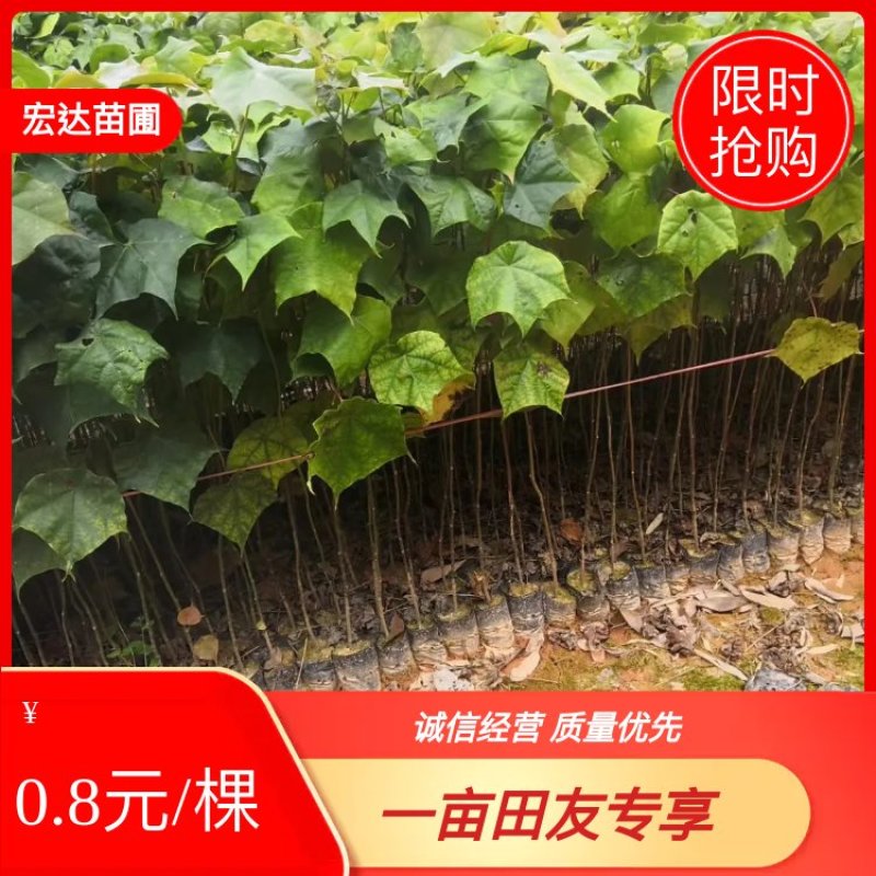 基地直供壳菜果，名又叫米老排，长期供应优质苗木