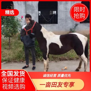 精品矮马国产德宝矮马进口设特兰小矮马景区骑乘马出售