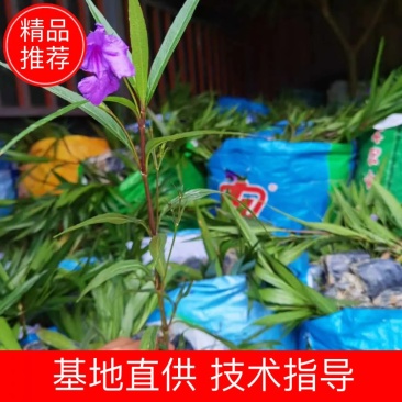 翠芦莉福建省漳州市供应绿化庭院设计，翠芦莉！大量供应袋苗