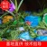 翠芦莉福建省漳州市供应绿化庭院设计，翠芦莉！大量供应袋苗