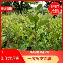 油茶苗，山油茶杯苗，基地直销量大价格从优！
