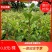 油茶苗，山油茶杯苗，基地直销量大价格从优！