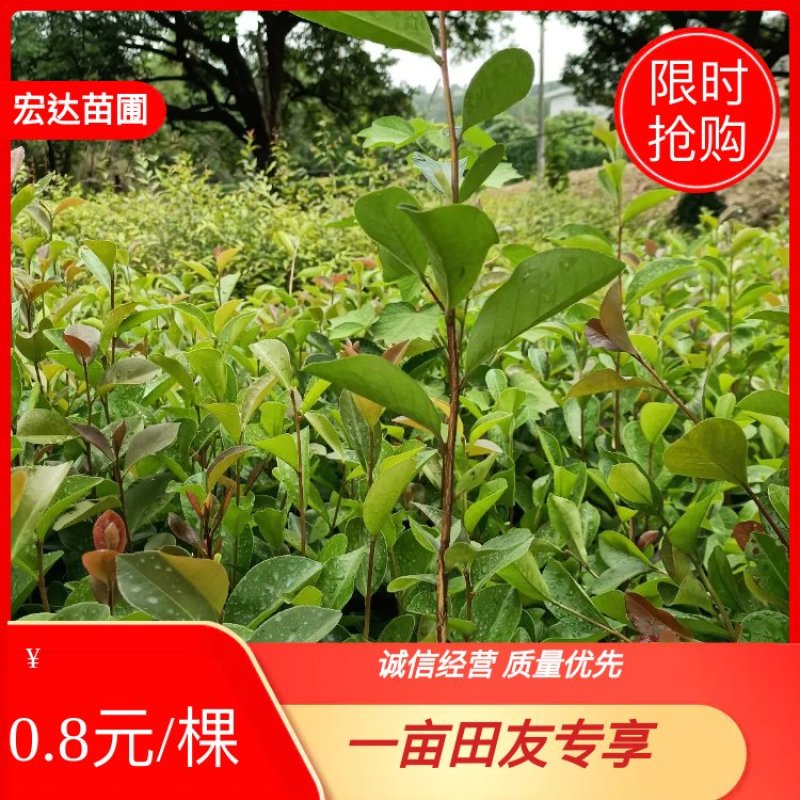 油茶苗，山油茶杯苗，基地直销量大价格从优！