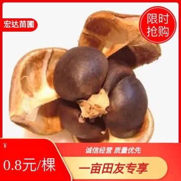 油茶苗，山油茶杯苗，基地直销量大从优欢迎购买